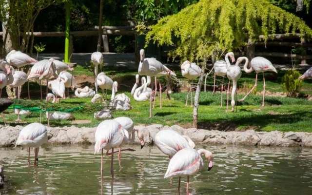 Птичий сад Исфахана