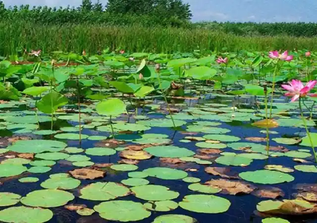 Лагуна Чогахор